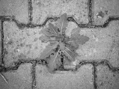 Plant Between The Rocks 写真素材
