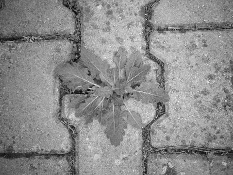 Plant Between The Rocks Фото