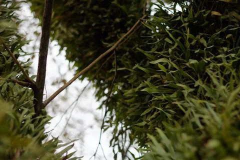 Plant on Big Tree Stock Photos