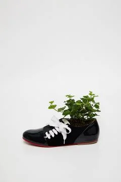 Plant in a black and white women shoe Stock Photos