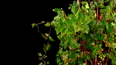 Plant on black background Видео 1094943