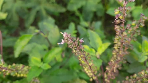 Plant of black Basil. Stock Footage 140165945