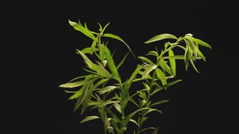 Plant on black Stock Footage 146406051
