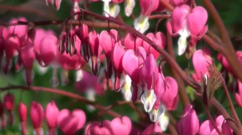 Plant bleeding hearts Stock Footage 8848436