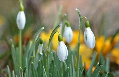 Plant bloom in spring Stock Photos