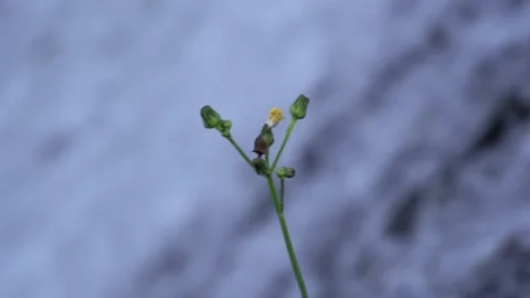 Plant blooming and growing in front of a waterfall in natural park Stock Footage 141519484