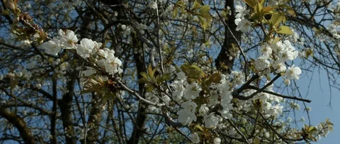 Plant Blossom Spring Stock Footage 91741028