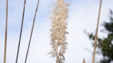 Plant blowing in the wind in HD. 動画素材 125422459