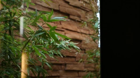 Plant blowing in the wind over red rocks Stock Footage 80175868