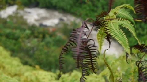Plant Blowing in Wind Rack Focus on Creek Stock Footage 46559878
