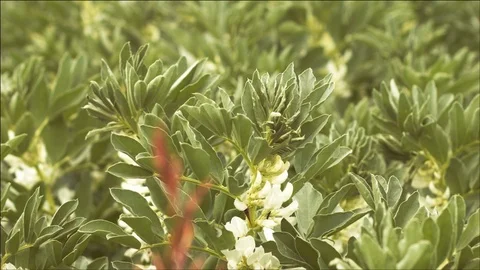 Plant blows gently in the wind Stock Footage 106899398