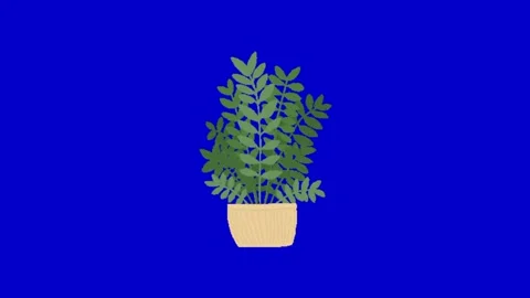 Plant on blue screen background Stock Footage 329393480