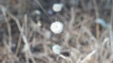 Plant bokeh (2) Stock Footage 118405835