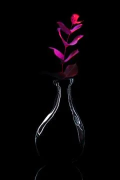 Plant in a bottle Stock Photos