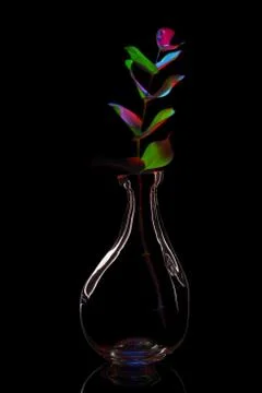 Plant in a bottle Stock Photos