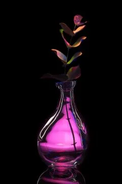 Plant in a bottle Stock Photos