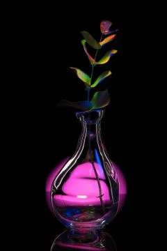 Plant in a bottle Stock Photos