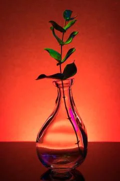 Plant in a bottle Stock Photos