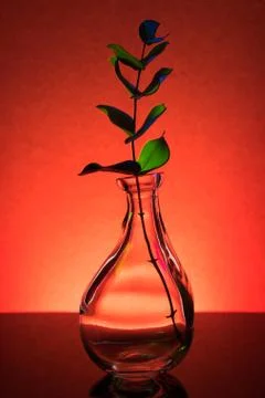 Plant in a bottle Stock Photos