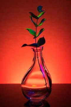 Plant in a bottle Stock Photos