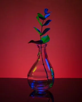 Plant in a bottle Stock Photos