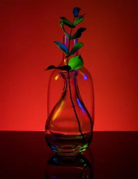 Plant in a bottle Stock Photos