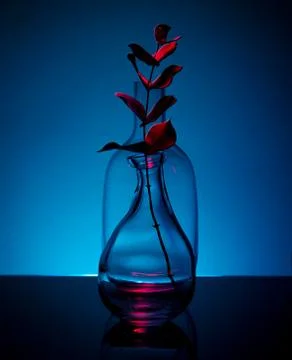 Plant in a bottle Stock Photos