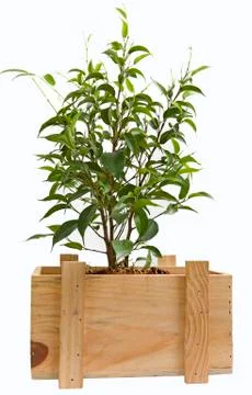 Plant in a box Stock Photos