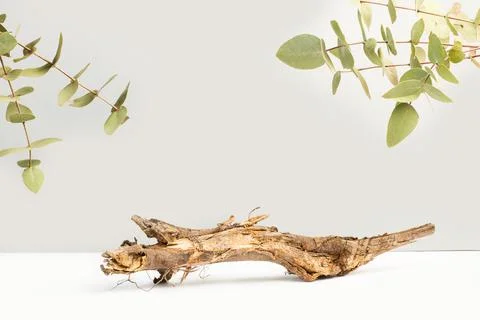 A plant branch base shape with eucalyptus branches with leaves Stock Photos