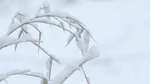 Plant branch covered in snow in the wind Stock Footage 144007196