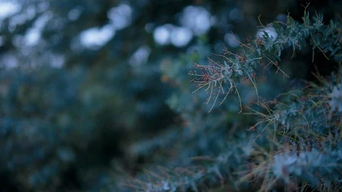 Plant branch in the forest Video stock 94880787