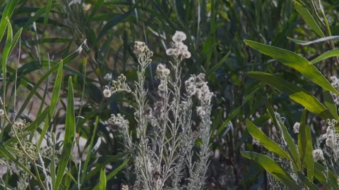 Plant branches bokeh Stock Footage 118405852