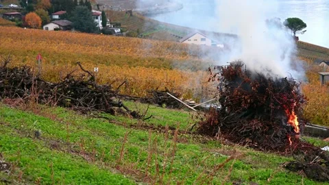 Plant branches burning in fire. Vineyard with smoke. Stock Footage 222407352