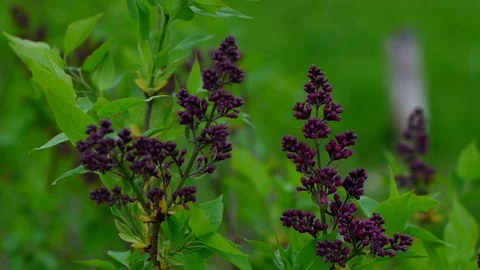 Plant branches of a lilac on a background of green Stock Footage 85668213