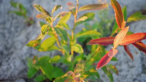 The plant breaks through and grows through the stone. Free space for insertion. Stock Footage 249791572