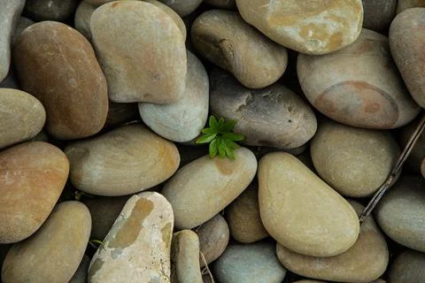 A plant breaks through and grows among large stones Stock Photos