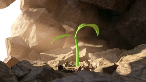 Plant breaks through the rocks Stock Footage 79537683