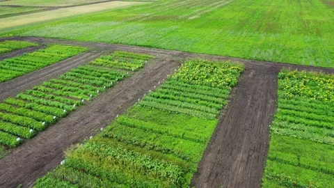 Plant breeding in the field Video stock 148634017