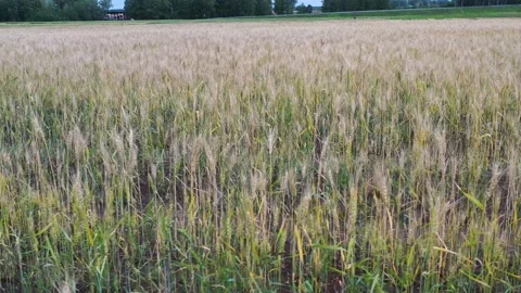 Plant breeding in the field Stock Footage 148669169
