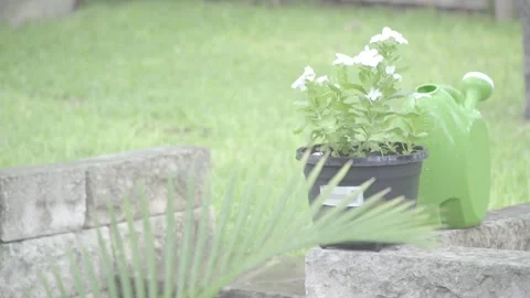 Plant on a brick wall Video stock 246944510