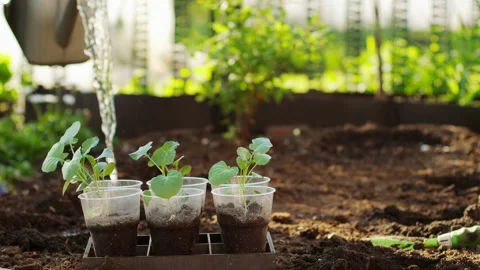 Plant broccoli in the ground Video stock 141143401