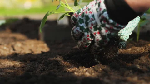 Plant broccoli seedlings Stock Footage 138296297