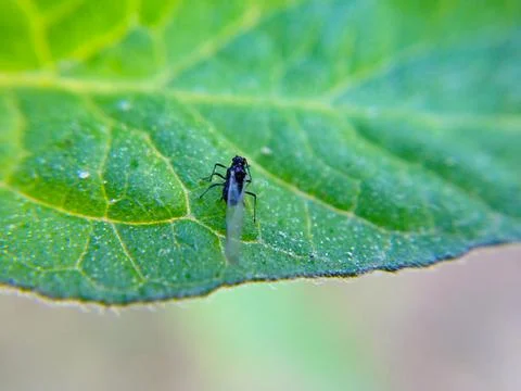 Plant Bug / Aphid Stock Photos