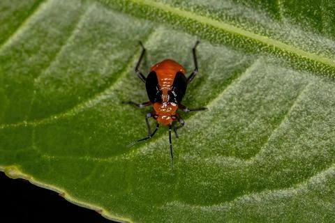 Plant Bug Nymph Stock Photos