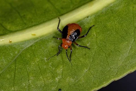 Plant Bug Nymph Stock Photos