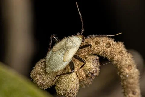Plant Bug Nymph Stock Photos