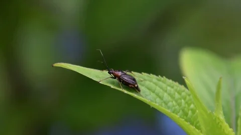 Plant bug pissing Stock Footage 83473612