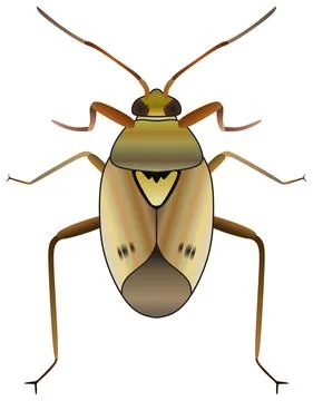 Plant bug vector drawing on isolated background cartoon isolated animal Stock Illustration