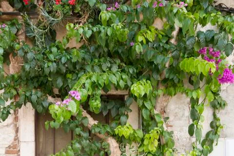 Plant on building Stock Photos