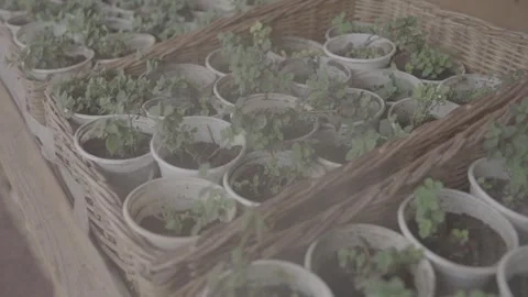 Plant bush in containers 2 Video stock 317893168